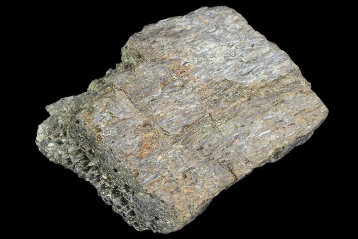 Hadrosaur Bone Fragment - Montana #103185